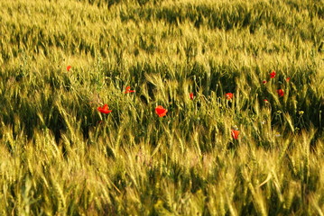 Coquelicot champs bl&eacute;
