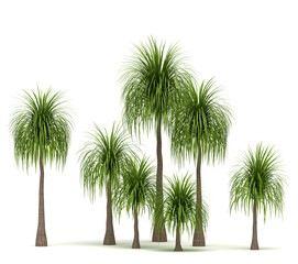 Ponytail Palm Trees