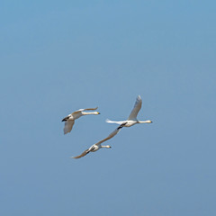 The whooper swan (Cygnus cygnus), also known as the common swan.