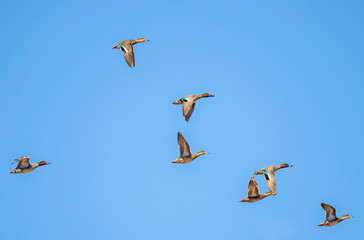  The Eurasian teal, common teal, or Eurasian green-winged teal (Anas crecca). Eurasian teal in...