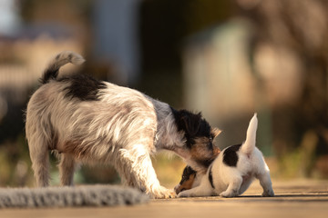 Young Whelp 6 weeks old . Beautiful Jack Russell Terrier mom dog with puppy. Bitch educates pups.