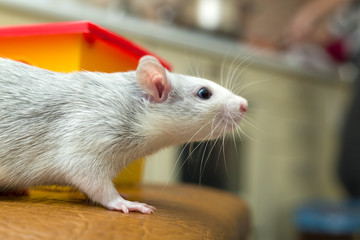 White funny domestic pet rat and a toy house.