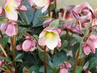 (Helleborus x glandorfensis) Hellébore 'Ice n'Roses Red' ou rose de Noël à grandes fleurs...