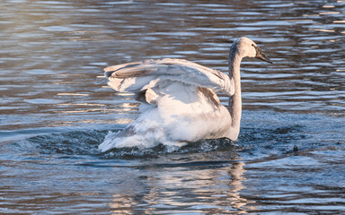 Swans are playing at open water in the middle of winter