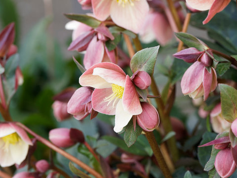 (Helleborus x glandorfensis) Hell&eacute;bore 'HGC Ice n'Roses Red' ou rose de No&euml;l hybride