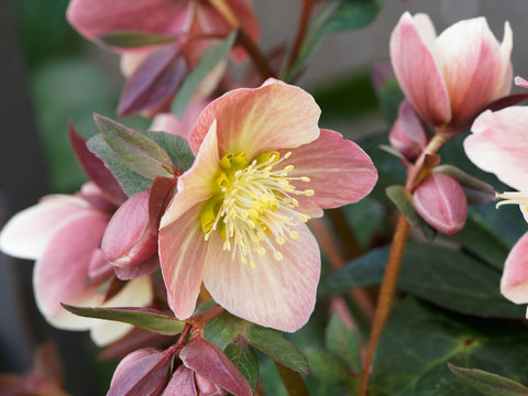 Gros plan sur fleur rose d'hell&eacute;bore 'HGC Ice n'Roses Red' ou rose de No&euml;l