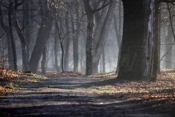 Path in a misty old forest, trees with long shadows in sunlight, picturesque view. Nature in early spring, cold weather and fog