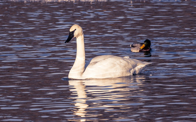 Swans are playing at open water in the middle of winter