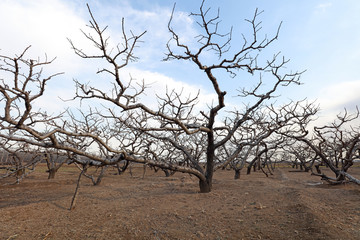 Winter scenery of Peach Orchard