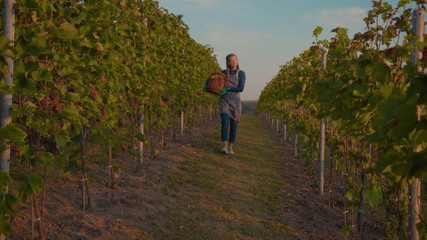 Portrait young farmer woman stand look at camera smile hold harvest basket with grapest on the vineyard lovely sunny autumn day agriculture farm industry vine field grow hands worker slow motion