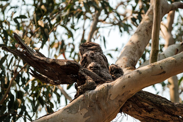 An adult Tawny Frogmouth (Podargus strigoides) with two chicks in a nest in NSW, Australia