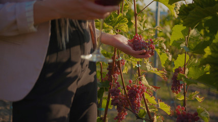 Close up hands young woman stand the vineyards with glass of red wine touch grape organic connecting with nature agriculture sunny travel countryside field green rural view slow motion
