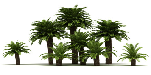 Sago Palm Trees