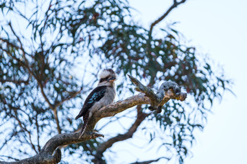 A laughing Kookaburra with blue wings sitting on a tree branch against a blue sky and trees in the wild