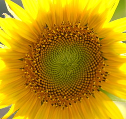 Blick in den Blütenkorb einer Sonnenblume