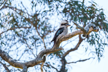 A laughing Kookaburra with blue wings sitting on a tree branch against a blue sky and trees in the wild
