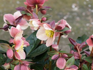 (Helleborus x glandorfensis) Hellébore 'HGC Ice n'Roses Red' ou rose de Noël hybride, magnifique hellébore d'origine allemande