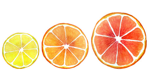 Citrus fruit Slices set. Lemon, orange, grapefruitю Three pieces of fruit on a white background