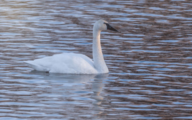 Swans are playing at open water in the middle of winter
