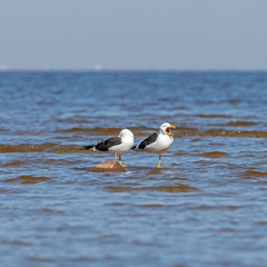 The lesser black-backed gull (Larus fuscus) is a large gull that breeds on the Atlantic coasts of Europe.