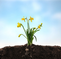 Narcissus flower with roots and soil with sky