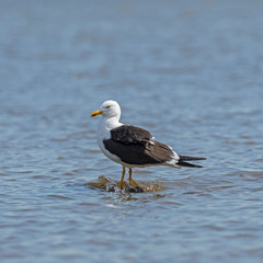 The lesser black-backed gull (Larus fuscus) is a large gull that breeds on the Atlantic coasts of Europe.