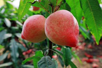 Ripe peaches in greenhouses in spring, China