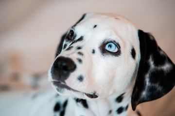 Beautiful Blue and Brown eyed Dalmatian Puppy