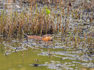  The muskrat (Ondatra zibethicus) rodent from the family Cricetidae. Muskrat in the natural habitat ecosystem.