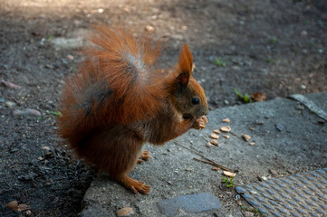 Close-up of a red European squirrel in a park in Germany