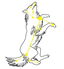  Constellation dog. This constellation inscribed in the contour. Starry sky map, T-shirt print, postcard. Drawing with watercolors.