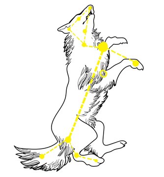  Constellation dog. This constellation inscribed in the contour. Starry sky map, T-shirt print, postcard. Drawing with watercolors.