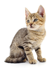 Kitten on white background.