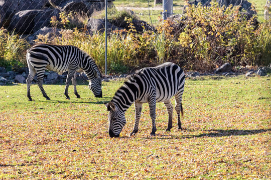 Z&egrave;bre de grant d'Afrique au Zoo de Granby, Qu&eacute;bec Canada