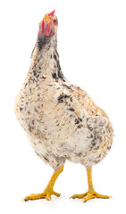 white hen isolated.