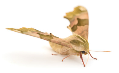 Lime Hawk-Moth (Mimas Tiliae).