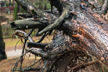 Fototapeta na wymiar The root of an old dug tree