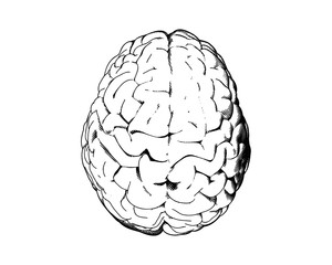 Hemispheres human brain drawing illustration