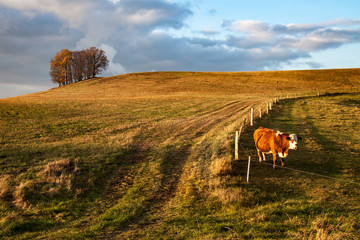 Fototapeta premium farmland - a cattle 