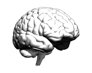 Human brain drawing illustration on white BG
