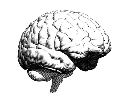 Human brain drawing illustration on white BG