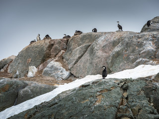 birds seating on rocks in Antarctica
