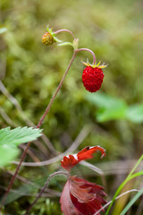 Ripe wild strawberry
