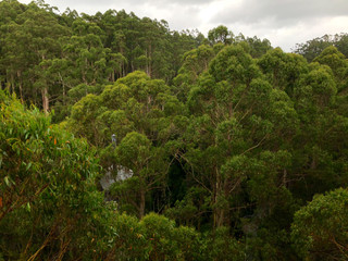 A photo of the Cape Otway forest taken from the tree top walkway during a rainy day