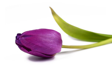 Single bright purple tulip spring flower isolated on white background