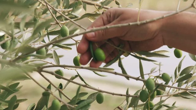 Olive tree branch with green Olives shaken on wind close up