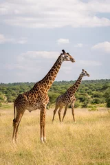 Gardinen Two masai giraffes in Tarangire National Park © ira_hilger