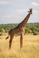 Naklejka na ściany i meble Masai giraffe in Tarangire National Park