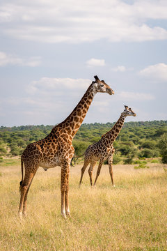 Two masai giraffes in Tarangire National Park