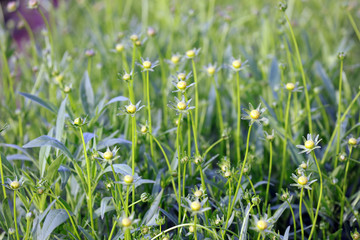 Chrysanthemum blooms in the park